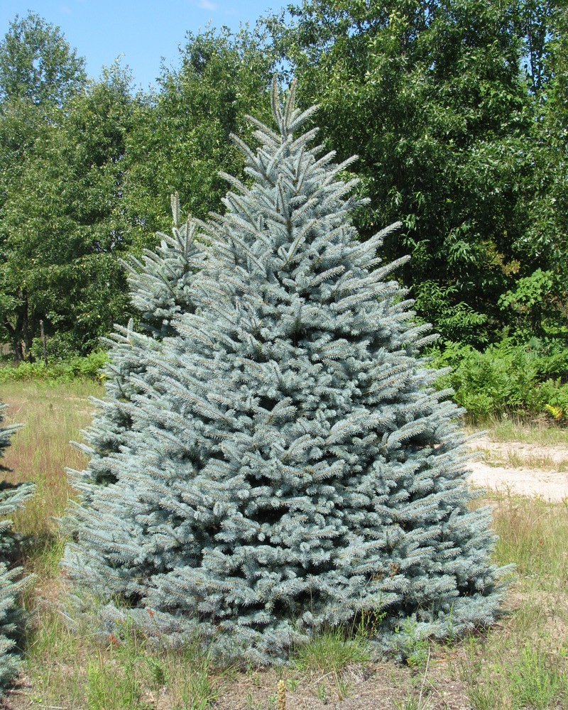 spruce christmas tree